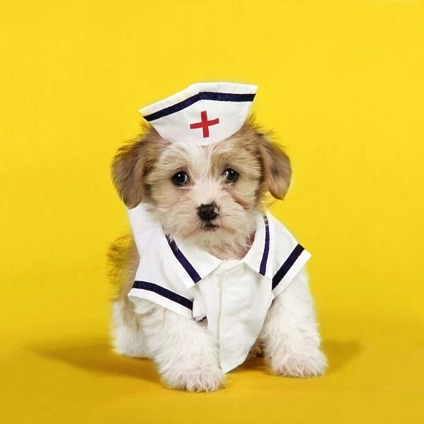 Dog. Lhasa Apso cross puppy (7 weeks old) in nurses outfit. Background colour changed