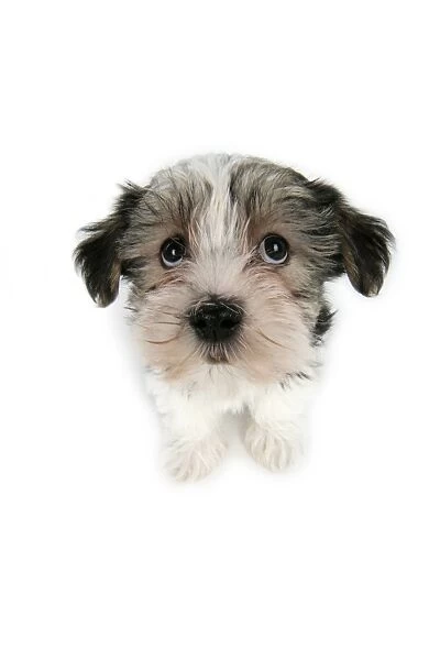 Dog. Lhasa Apso cross puppy (7 weeks old) sitting down looking up