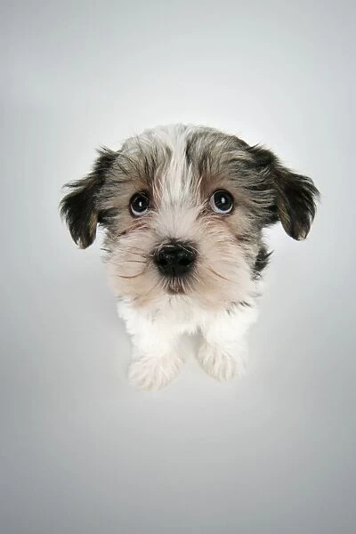 Dog. Lhasa Apso cross puppy (7 weeks old) sitting down looking up