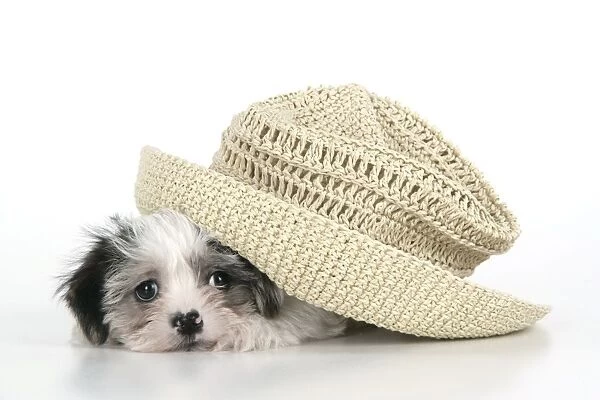 Dog. Lhasa Apso cross puppy (7 weeks old) under hat