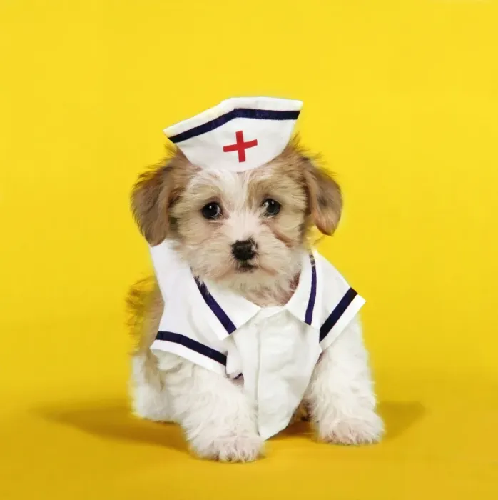 Framed Print : Dog. Lhasa Apso cross puppy (7 weeks old) in nurses outfit. Background colour changed Framed Print : Dog. Lhasa Apso cross puppy (7 weeks old) in nurses outfit. Background colour changed