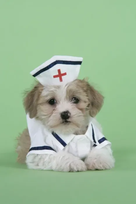 Framed Print : Dog. Lhasa Apso cross puppy (7 weeks old) in nurses outfit Framed Print : Dog. Lhasa Apso cross puppy (7 weeks old) in nurses outfit