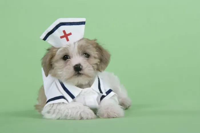 Framed Print : Dog. Lhasa Apso cross puppy (7 weeks old) in nurses outfit