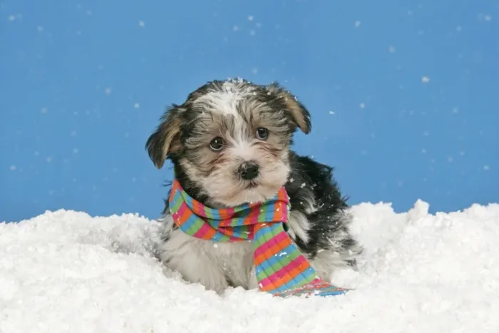 Framed Print : Dog. Lhasa Apso cross puppy (7 weeks old) with scarf on in snow Framed Print : Dog. Lhasa Apso cross puppy (7 weeks old) with scarf on in snow