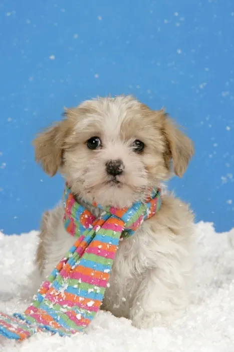 Framed Print : Dog. Lhasa Apso cross puppy (7 weeks old) with scarf on in snow Framed Print : Dog. Lhasa Apso cross puppy (7 weeks old) with scarf on in snow