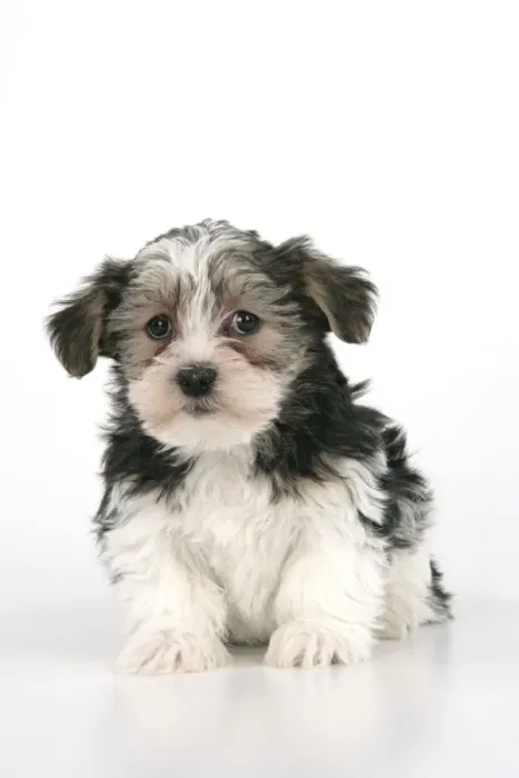 Framed Print : Dog. Lhasa Apso cross puppy (7 weeks old) sitting down Framed Print : Dog. Lhasa Apso cross puppy (7 weeks old) sitting down