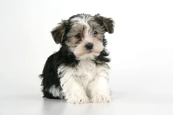 Dog. Lhasa Apso cross puppy (7 weeks old) sitting down