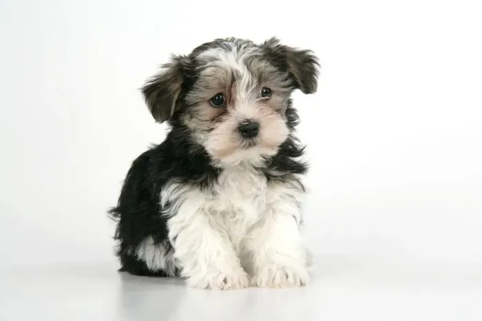 Framed Print : Dog. Lhasa Apso cross puppy (7 weeks old) sitting down