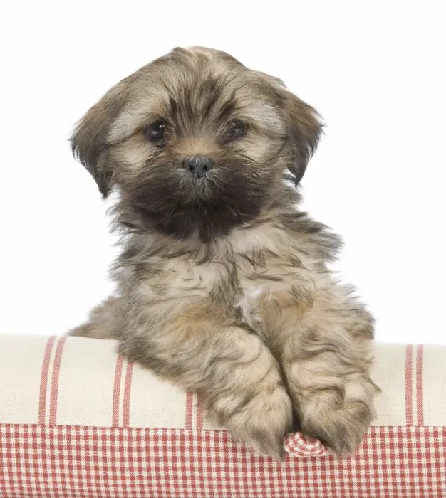 Framed Print : Dog - Lhasa Apso - puppy Framed Print : Dog - Lhasa Apso - puppy