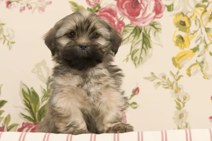 Framed Print : Dog - Lhasa Apso - puppy Framed Print : Dog - Lhasa Apso - puppy
