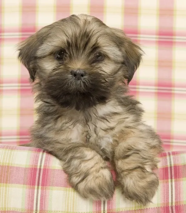 Framed Print : Dog - Lhasa Apso - puppy Framed Print : Dog - Lhasa Apso - puppy