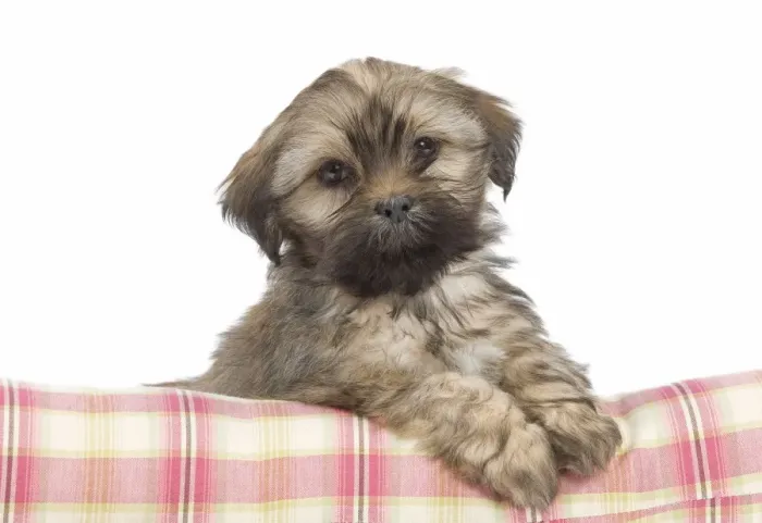 Framed Print : Dog - Lhasa Apso - puppy Framed Print : Dog - Lhasa Apso - puppy