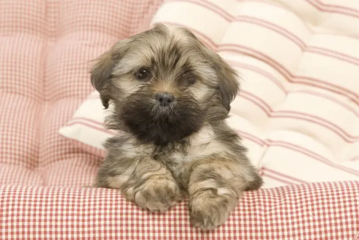 Framed Print : Dog - Lhasa Apso - puppy