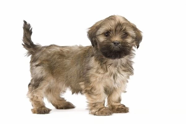 Dog - Lhasa Apso - puppy