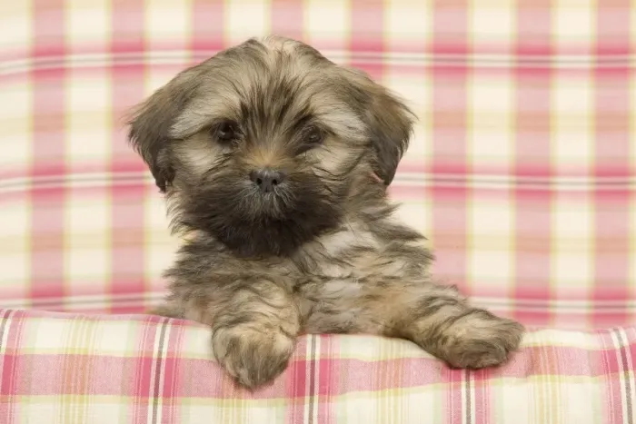 Framed Print : Dog - Lhasa Apso - puppy Framed Print : Dog - Lhasa Apso - puppy
