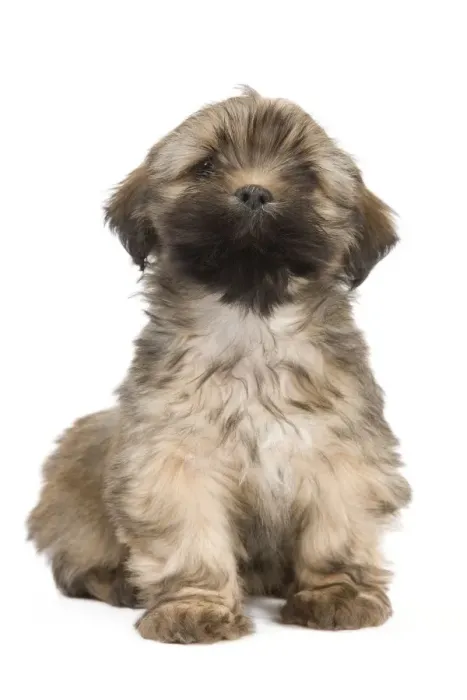 Framed Print : Dog - Lhasa Apso - puppy Framed Print : Dog - Lhasa Apso - puppy
