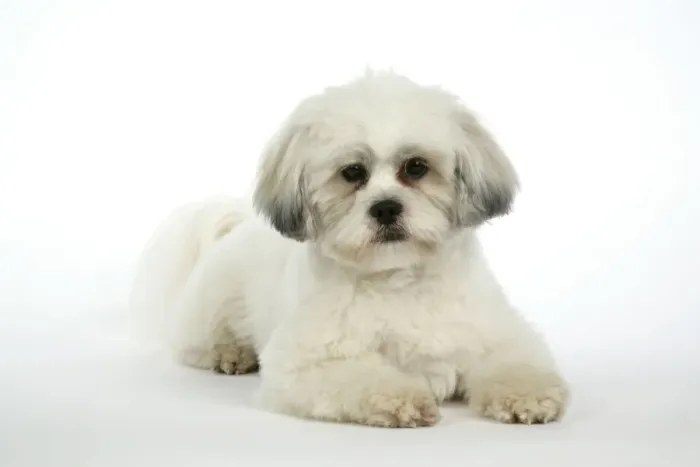 Framed Print : DOG - Lhasa Apso, in puppy cut, laying down Framed Print : DOG - Lhasa Apso, in puppy cut, laying down