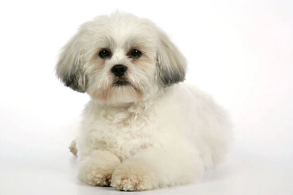 DOG - Lhasa Apso, in puppy cut, laying down