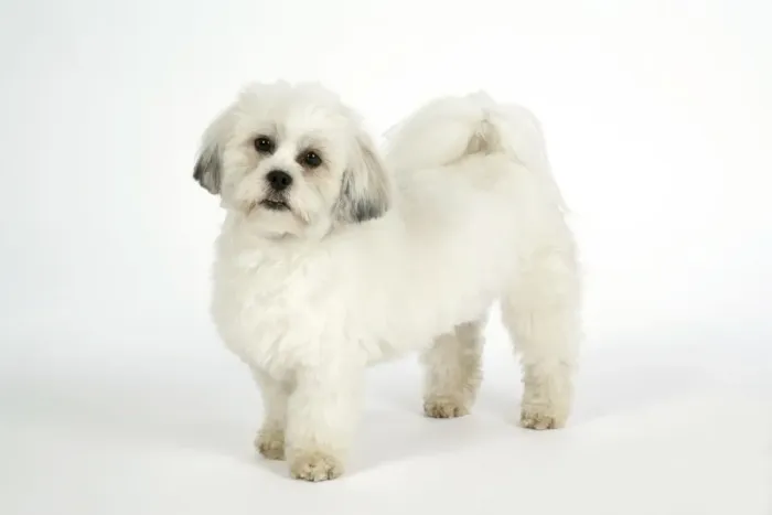 Framed Print : DOG - Lhasa Apso, in puppy cut, standing Framed Print : DOG - Lhasa Apso, in puppy cut, standing