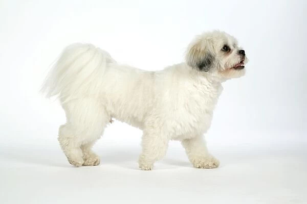 DOG - Lhasa Apso, in puppy cut, walking side view