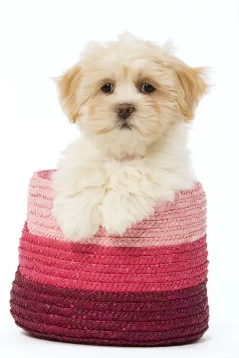 Framed Print : Dog - Lhasa Apso - puppy in pink raffia basket Framed Print : Dog - Lhasa Apso - puppy in pink raffia basket