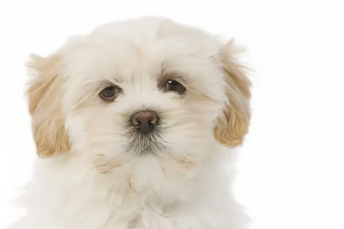 Framed Print : Dog - Lhasa Apso puppy in studio Framed Print : Dog - Lhasa Apso puppy in studio