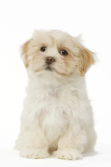 Framed Print : Dog - Lhasa Apso puppy in studio Framed Print : Dog - Lhasa Apso puppy in studio