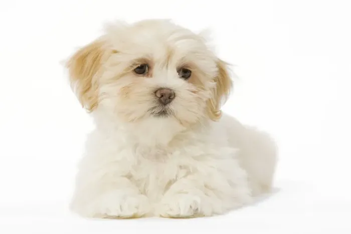 Framed Print : Dog - Lhasa Apso puppy in studio Framed Print : Dog - Lhasa Apso puppy in studio