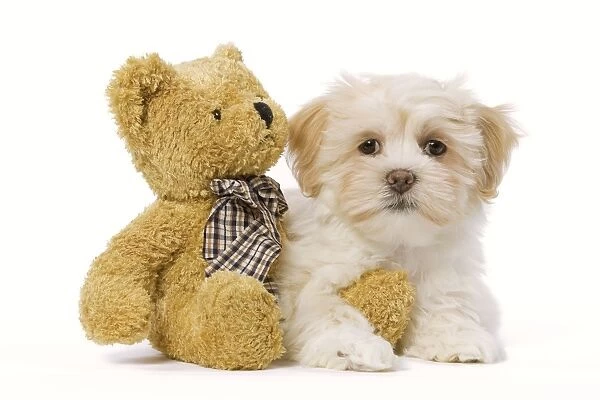 Dog - Lhasa Apso puppy in studio with teddy bear