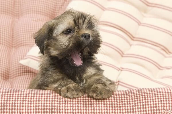 Dog - Lhasa Apso - puppy yawning