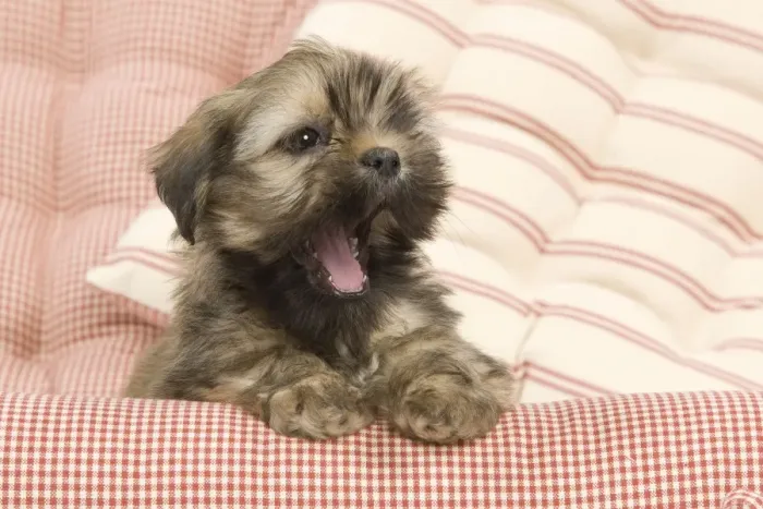 Framed Print : Dog - Lhasa Apso - puppy yawning Framed Print : Dog - Lhasa Apso - puppy yawning