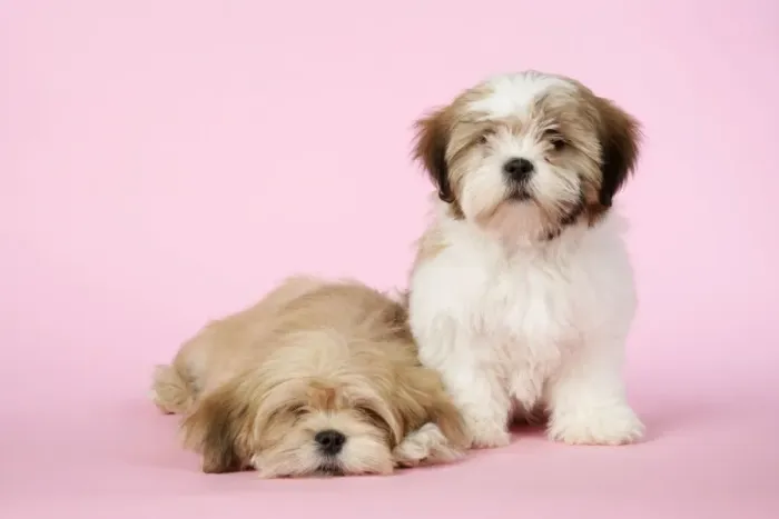Framed Print : DOG - Lhasa Apso & Shih Tzu (on right) puppies Framed Print : DOG - Lhasa Apso & Shih Tzu (on right) puppies
