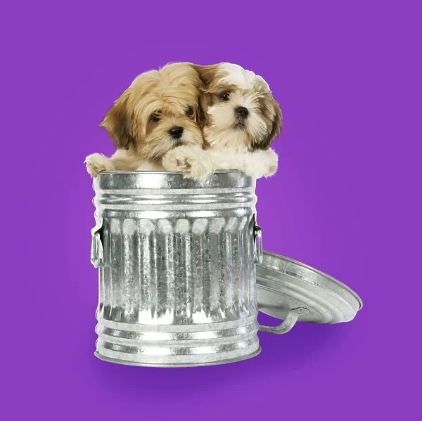DOG - Lhasa Apso & Shih Tzu puppies in a dustbin. Background colour changed