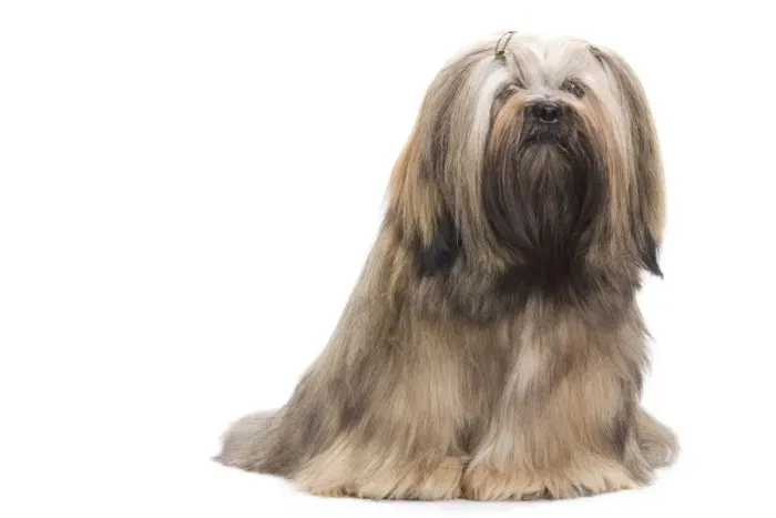 Framed Print : Dog - Lhasa Apso in studio Framed Print : Dog - Lhasa Apso in studio