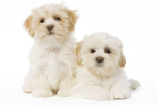 Dog - Lhassa Apso puppies in studio
