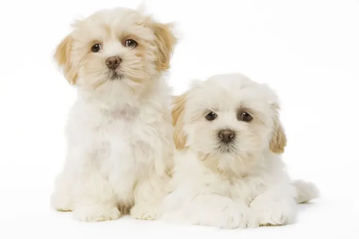 Framed Print : Dog - Lhassa Apso puppies in studio Framed Print : Dog - Lhassa Apso puppies in studio