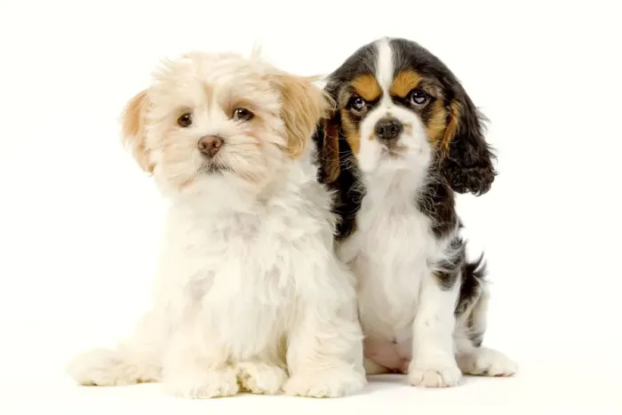 Framed Print : Dog - Lhassa Apso puppy with Cavalier King Charles puppy in studio Framed Print : Dog - Lhassa Apso puppy with Cavalier King Charles puppy in studio