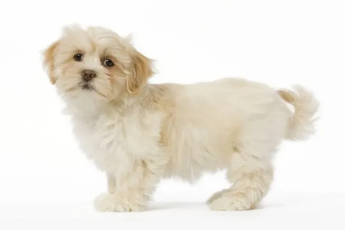 Framed Print : Dog - Lhassa Apso puppy in studio Framed Print : Dog - Lhassa Apso puppy in studio