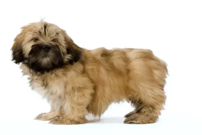 Framed Print : Dog - Lhassa Apso puppy in studio Framed Print : Dog - Lhassa Apso puppy in studio
