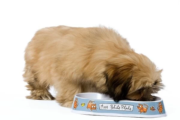 Dog - Lhassa Apso Puppy in studio eating from bowl
