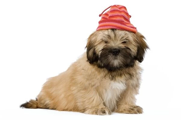 Dog - Lhassa Apso Puppy in studio wearing brightly coloured hat
