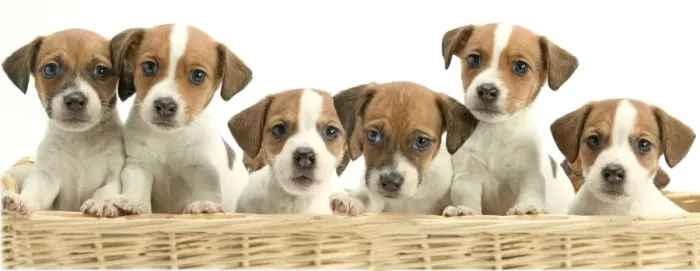 Framed Print : Dog - line of puppies in basket Framed Print : Dog - line of puppies in basket