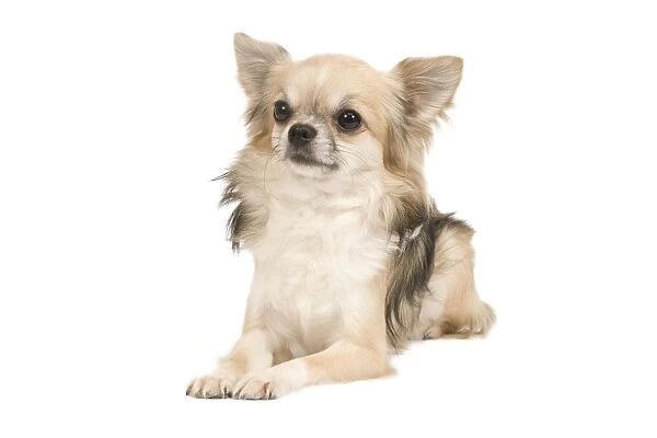 Dog - Long-haird Chihuahua in studio