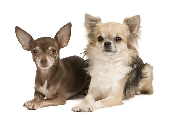 Dog - Long-haird & short-haired Chihuahua in studio