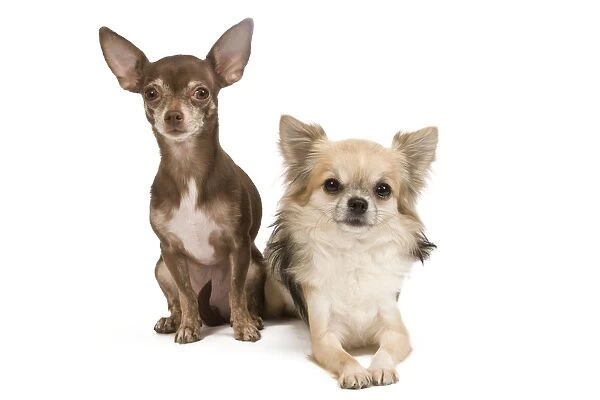 Dog - Long-haird & short-haired Chihuahua in studio Identiy tattoo removed