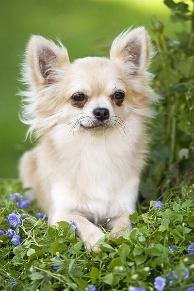 Dog - Long haired Chihuahua