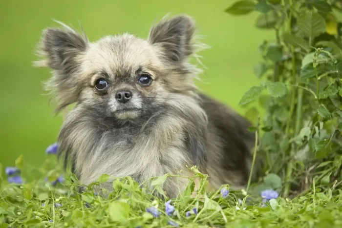 Framed Print : Dog - Long haired Chihuahua Framed Print : Dog - Long haired Chihuahua