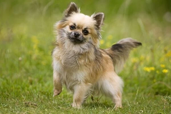Dog - long-haired chihuahua