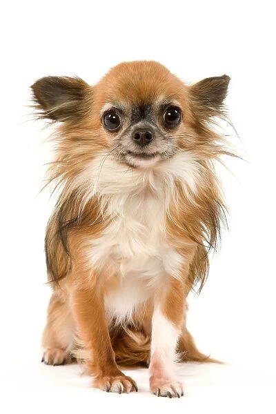 Dog - Long-Haired Chihuahua