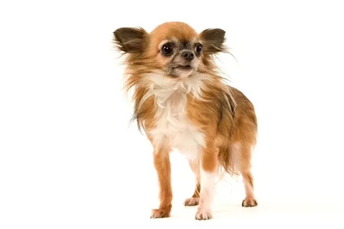 Framed Print : Dog - Long-Haired Chihuahua Framed Print : Dog - Long-Haired Chihuahua